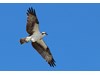 Photo of Pandion haliaetus